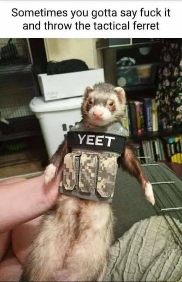 tacticalferret.jpg