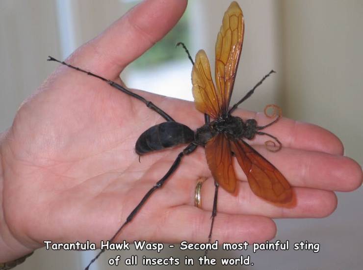 tarantula_hawk_wasp.jpg