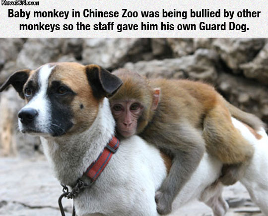 the_baby_monkey_protector.jpg