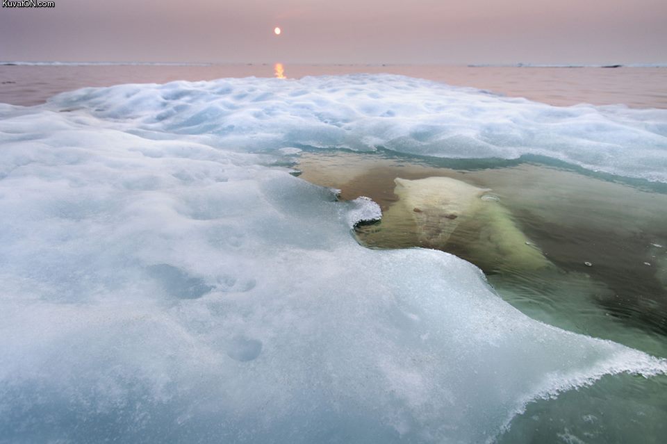 the_best_wildlife_photography_of_the_year.jpg