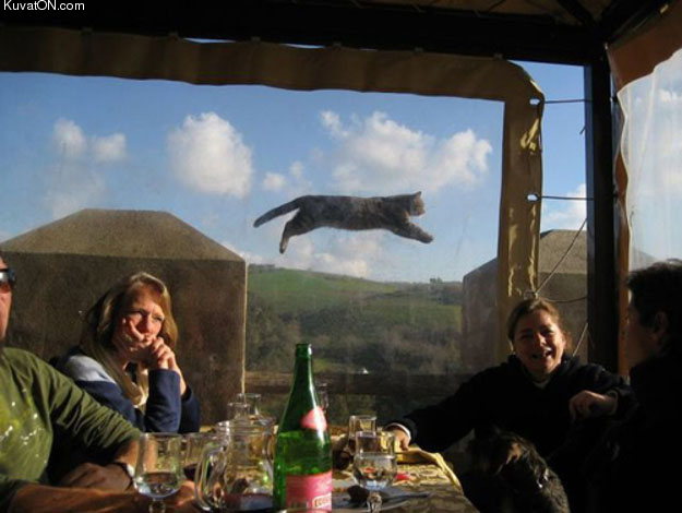 the_levitating_cat.jpg