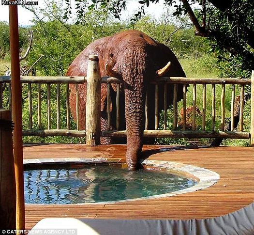 thirsty_elephant.jpg