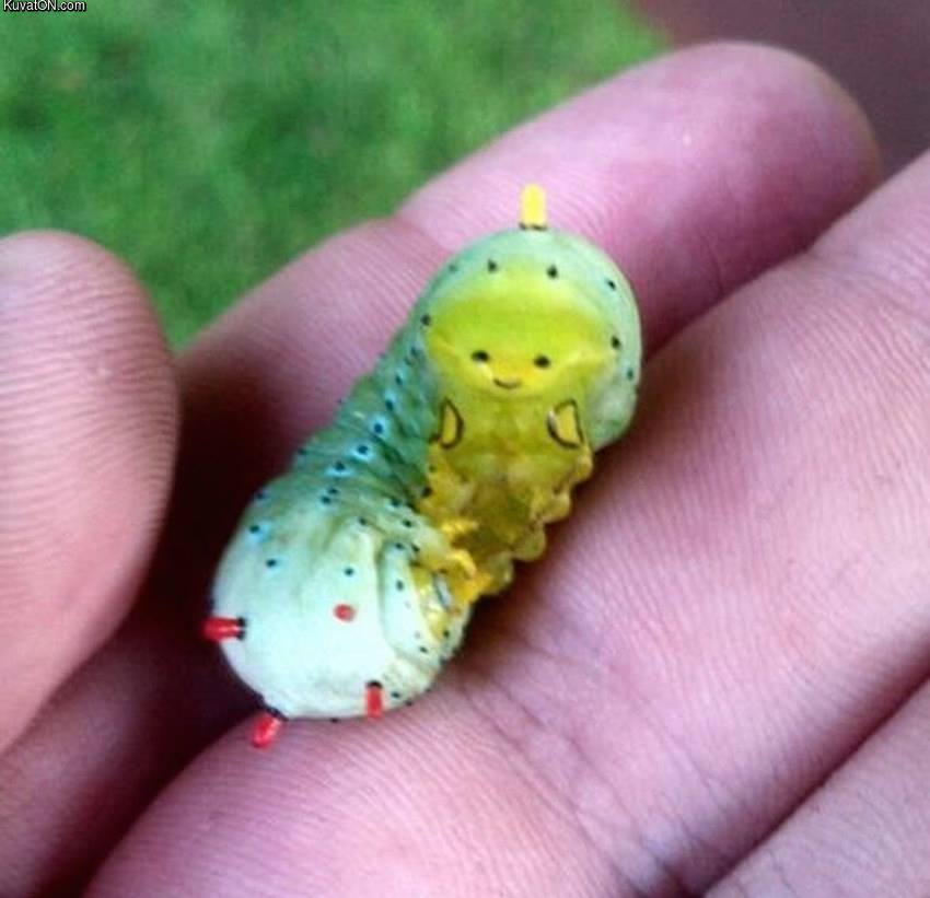 this_is_the_happiest_little_caterpillar_ive_ever_seen.jpg