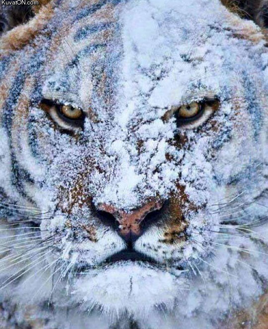 tiger_after_a_fight_in_the_snow.jpg