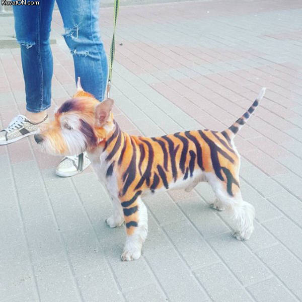 tigerdog.jpg