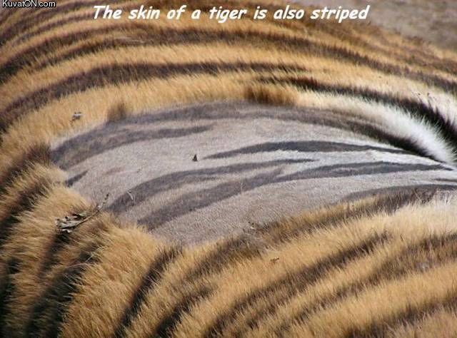 tigerskin.jpg