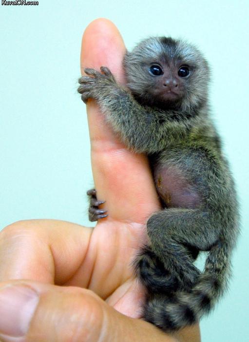 tiny_monkey.jpg