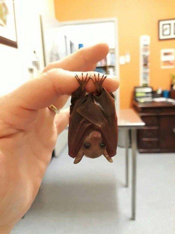 tinybat.jpg