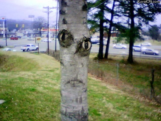 tree_face2.jpg