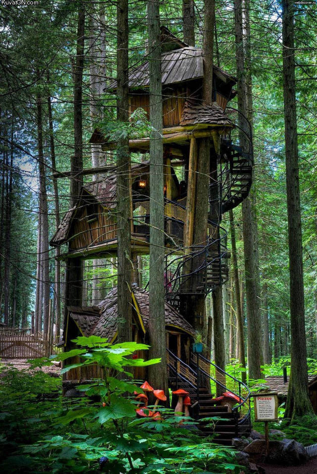 treehouse8.jpg