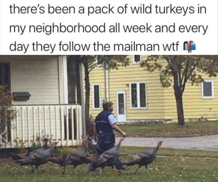 turkeys3.jpg