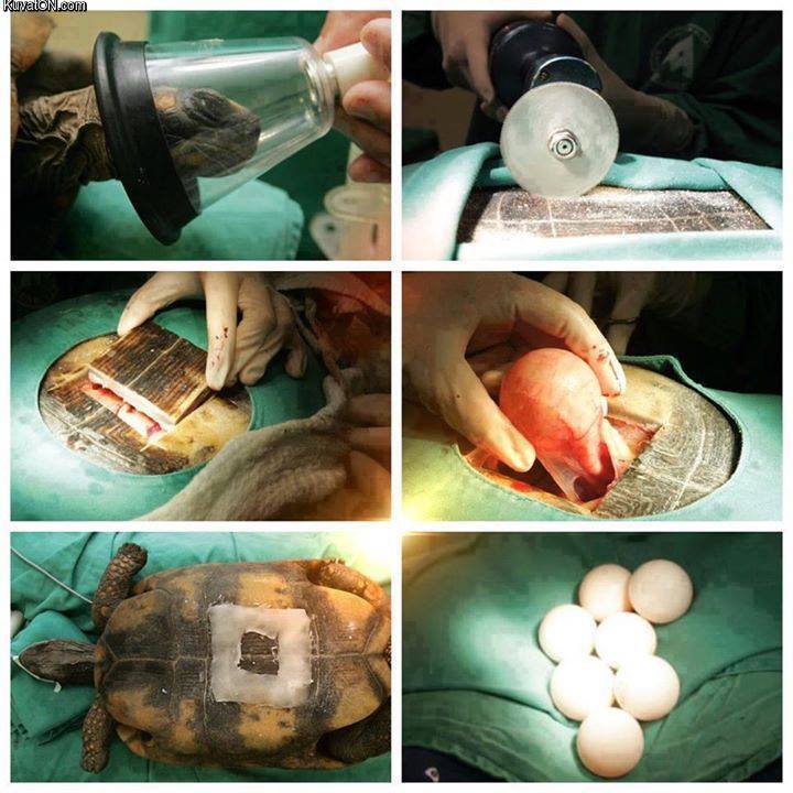 turtle_emergency_caesarean_section.jpg