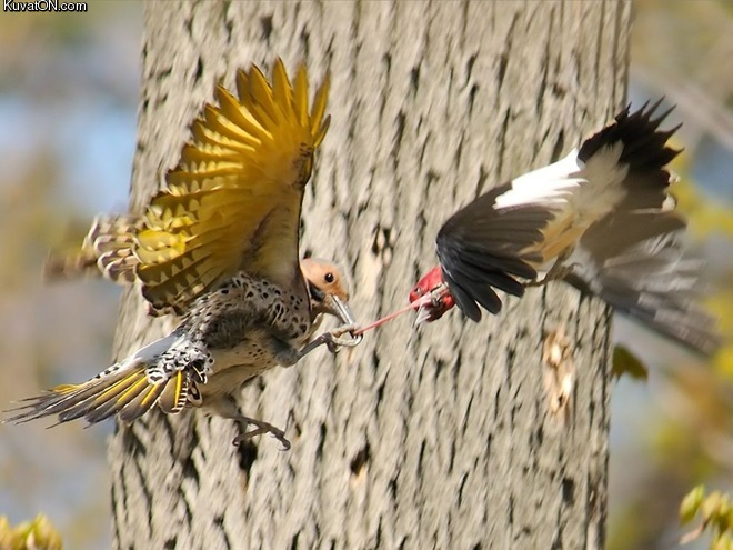 two_early_birds_and_the_worm.jpg