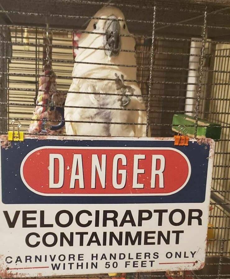 velociraptor3.jpg