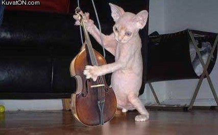 violin_cat.jpg