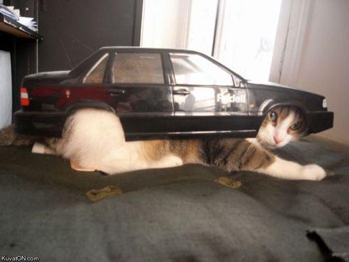 vroom_vroom_cat.jpg