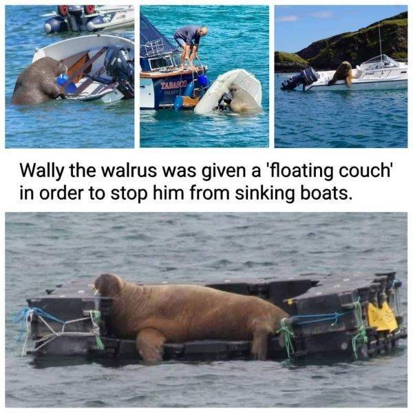 wallywalrus.jpg