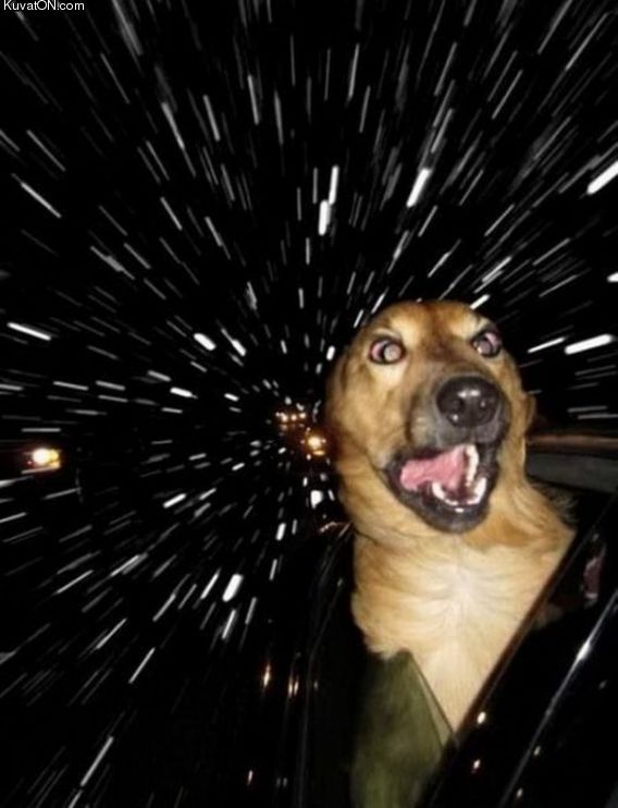 warp_speed_dog.jpg