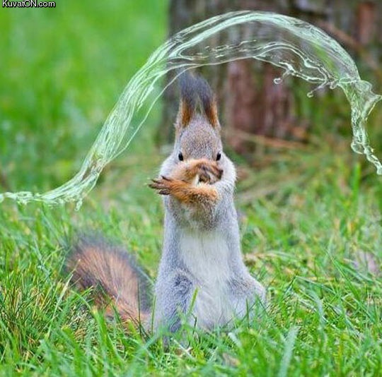 waterbending_squirrel.jpg