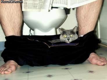 wc_cat.jpg