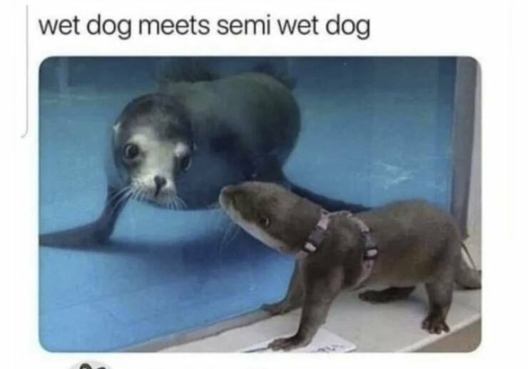 wetdogs.jpg