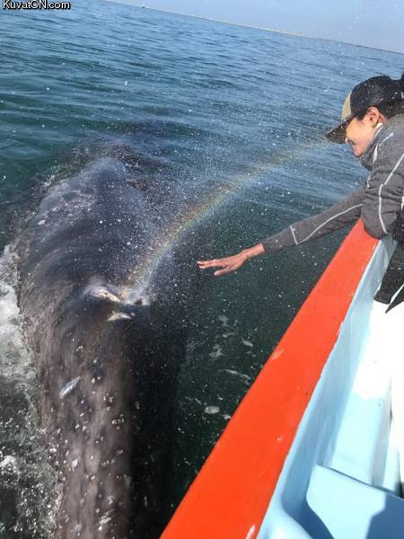 whale_and_rainbow.jpg