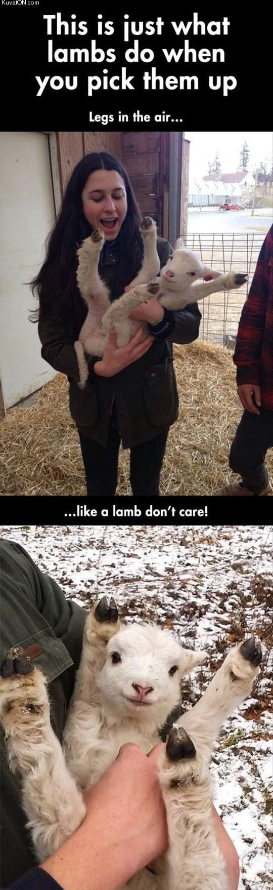 what_do_lambs_do_when_you_pick_them_up.jpg