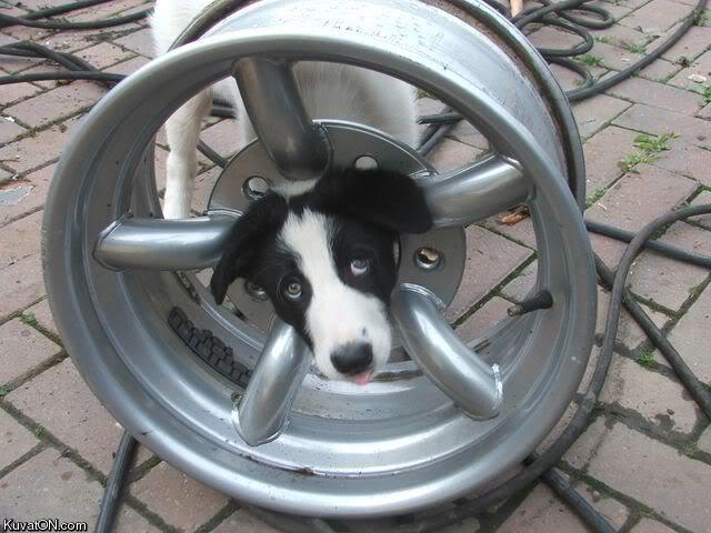 wheeldog.jpg