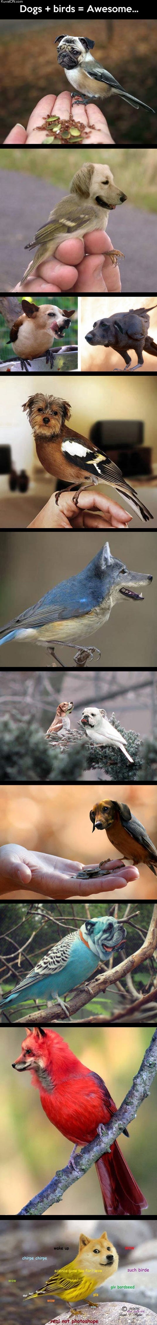 when_you_mix_dogs_and_birds.jpg