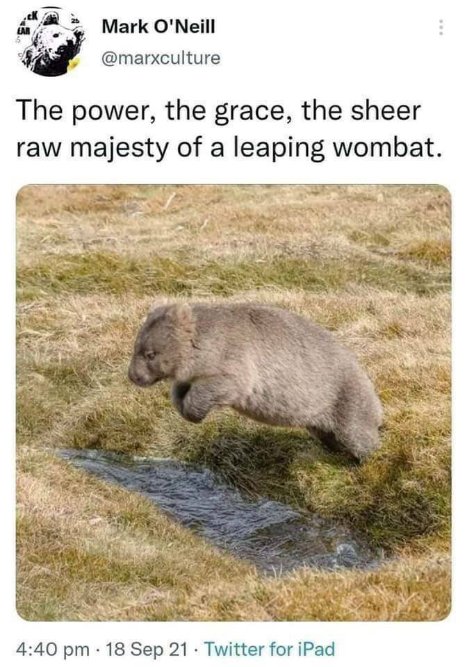 wombat5.jpg