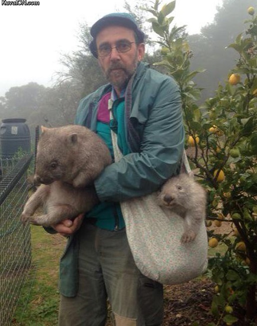 wombats_delivery.jpg