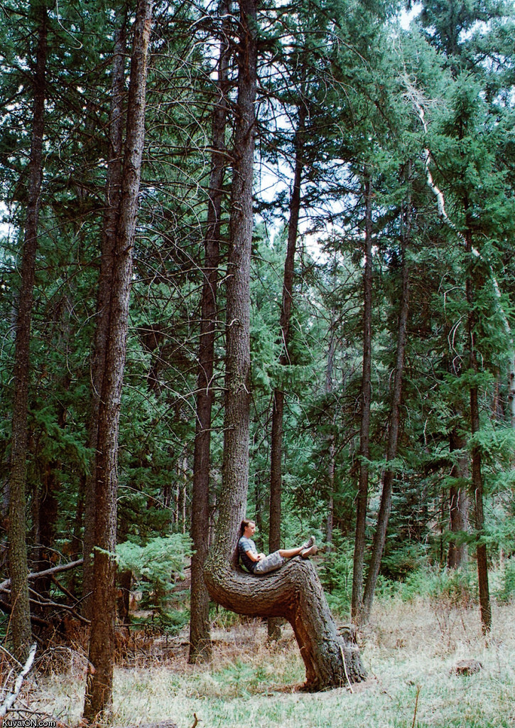 wooden_chair.jpg