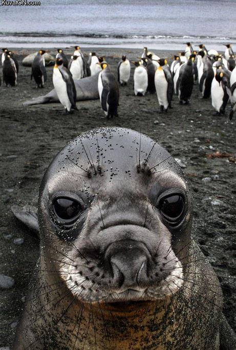 world_s_first_sealfie.jpg