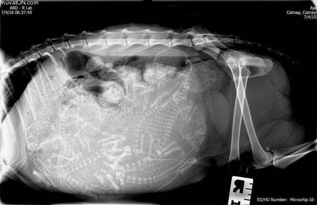 xray_of_a_pregnant_cat.jpg