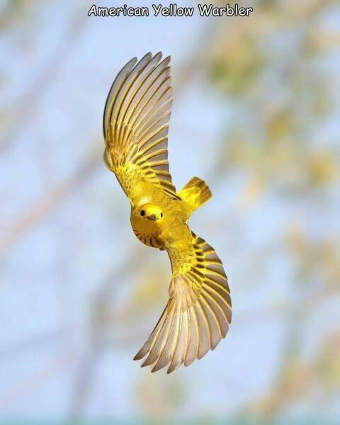 yellow_warbler.jpg