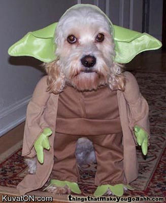 yoda_dog.jpg