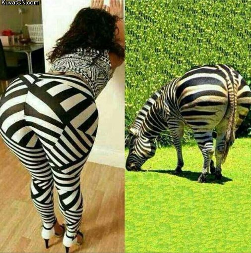 zebra_2.jpg