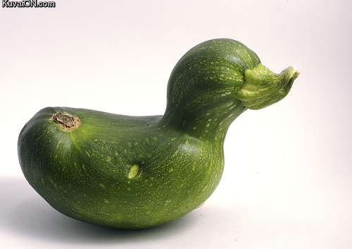 zucchini_duck.jpg