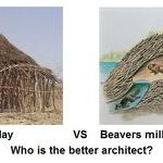 africans_vs_beavers.jpg