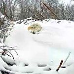 american_bald_eagle_protects_eggs_in_snow_covered_nest.jpg