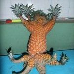 ananas6.jpg