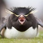 angry_bird2.jpg