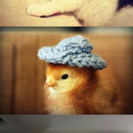 animals_wearing_hats.jpg