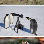 animals_who_want_to_be_photographers.jpg