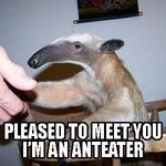 anteater.jpg