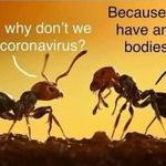 ants.jpg