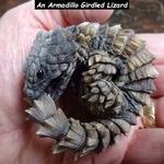 armadillo3.jpg