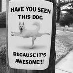 awesomedog3.jpg