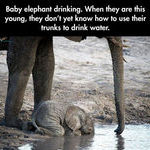 baby_elephant_2.jpg