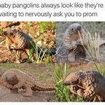 baby_pangolins.jpg